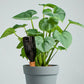 🌱4-Pack Ceramic Plant Watering Spikes – Automatic Drip Irrigation, 5-7 Day Slow Release, Terracotta Self-Watering System for Indoor & Outdoor Plants